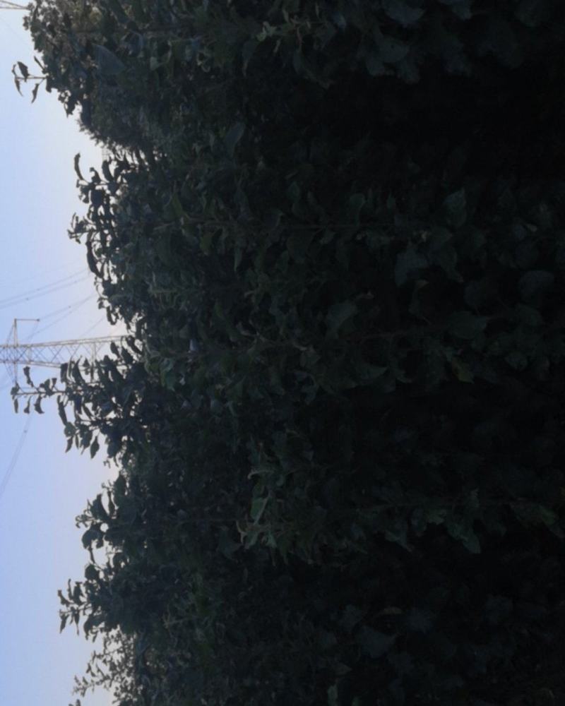 国光苹果苗中国的红富士苹果苗好品种