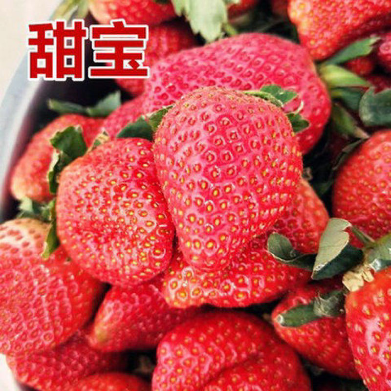品种草莓苗红颜。章季。甜宝。香野。丰香