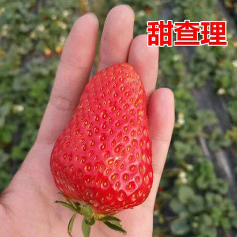 品种草莓苗红颜。章季。甜宝。香野。丰香