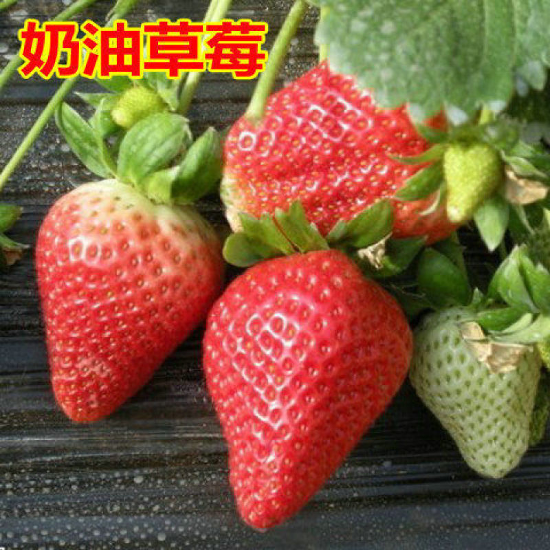 品种草莓苗红颜。章季。甜宝。香野。丰香