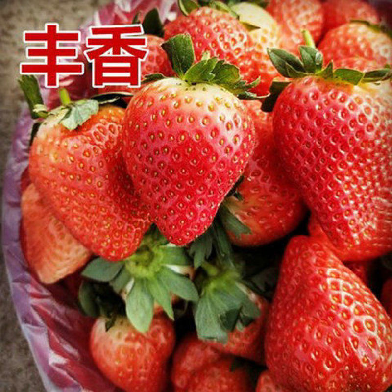 品种草莓苗红颜。章季。甜宝。香野。丰香