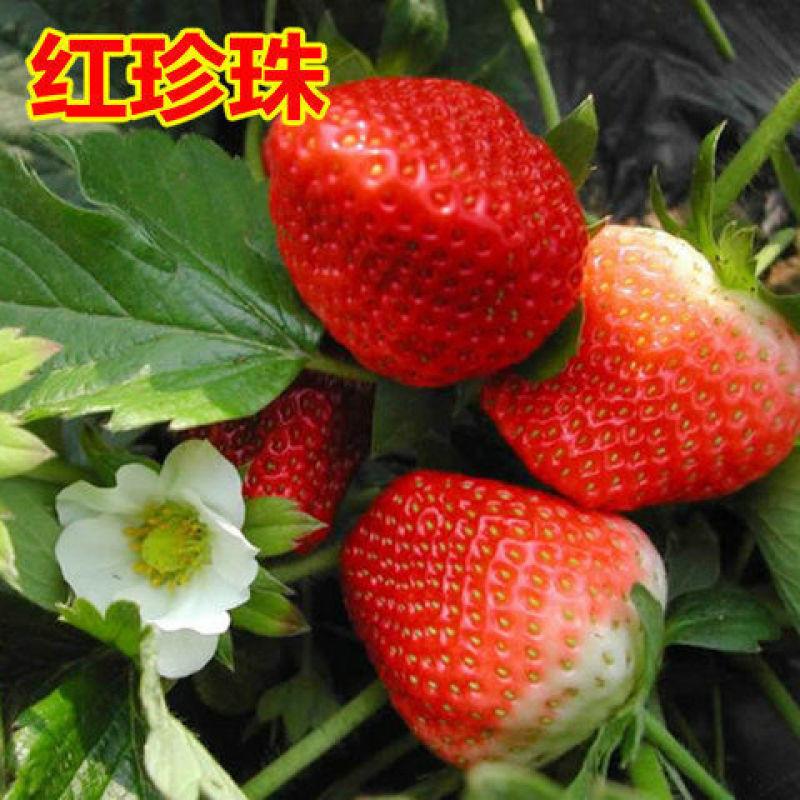 品种草莓苗红颜。章季。甜宝。香野。丰香