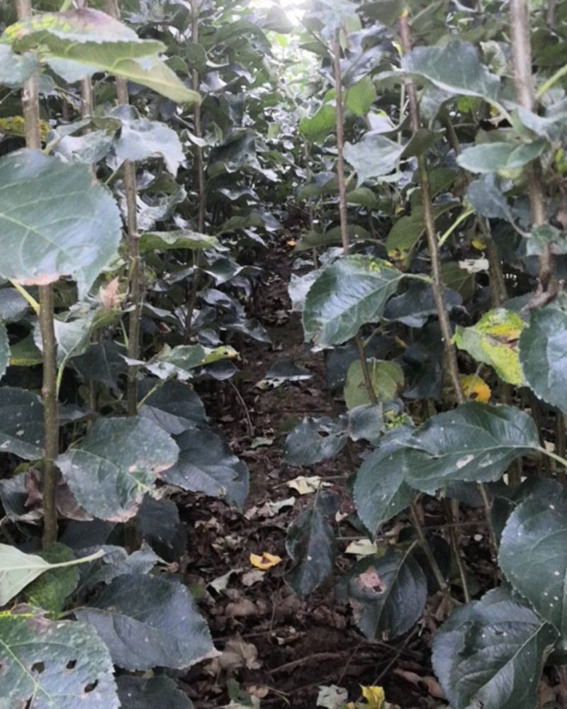 国光苹果苗中国的红富士苹果苗好品种