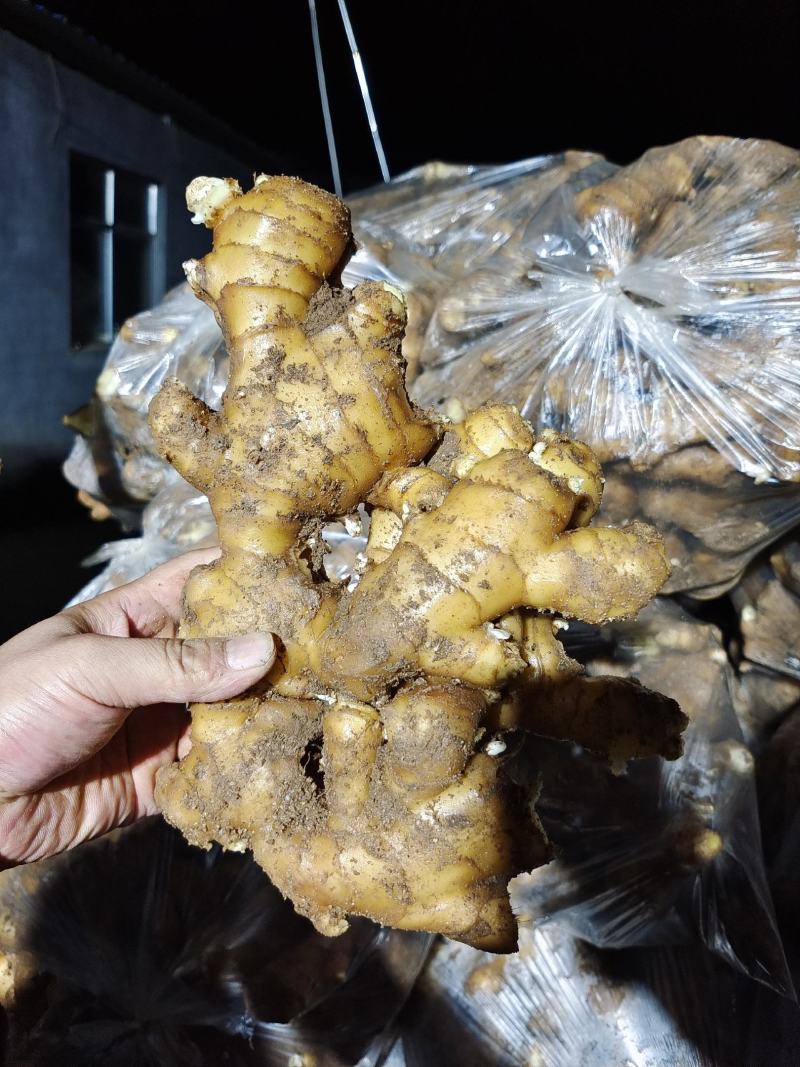 【德州】生姜产地坏烂包赔（优选/电商市场超市加工）齐全