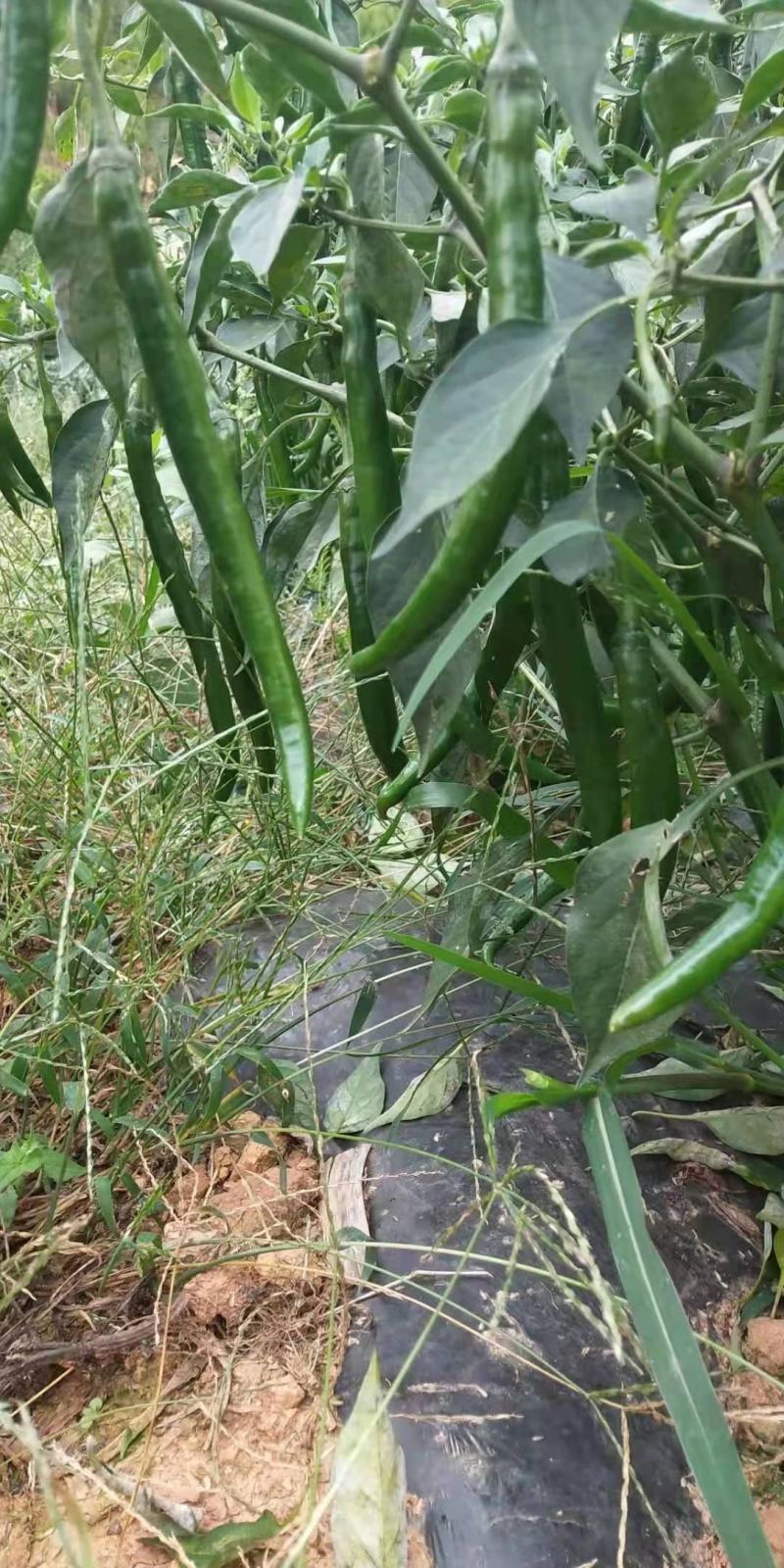三号鲜线椒当天摘当天发