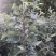 国光苹果苗中国的红富士苹果苗好品种