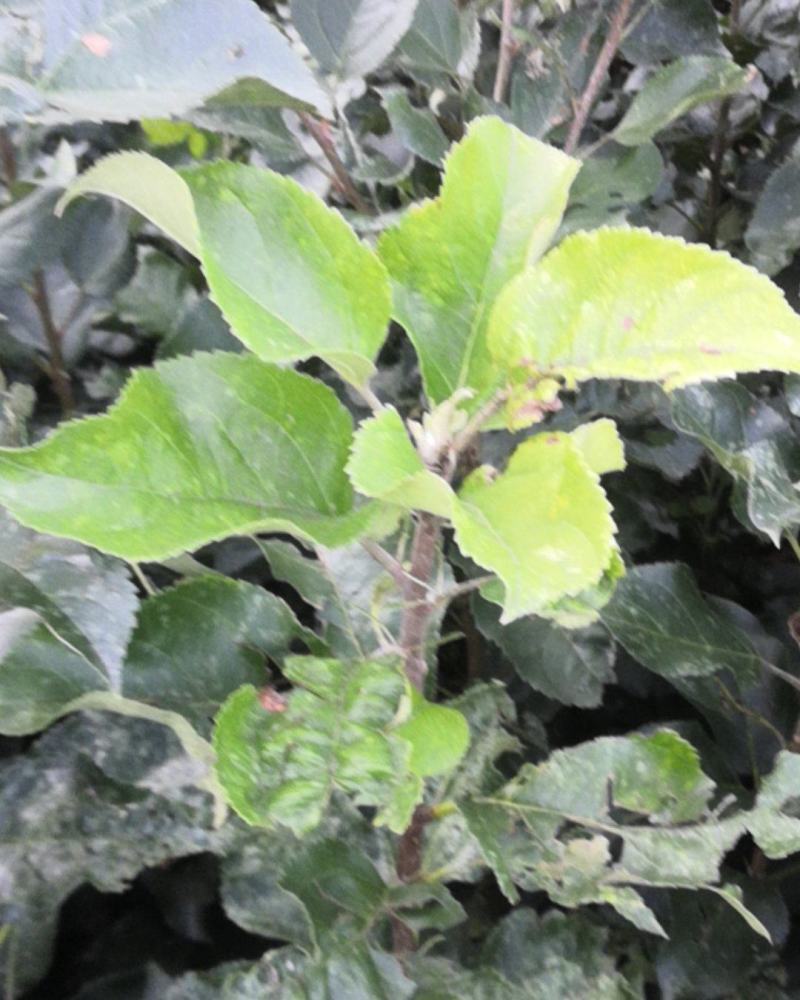 国光苹果苗中国的红富士苹果苗好品种