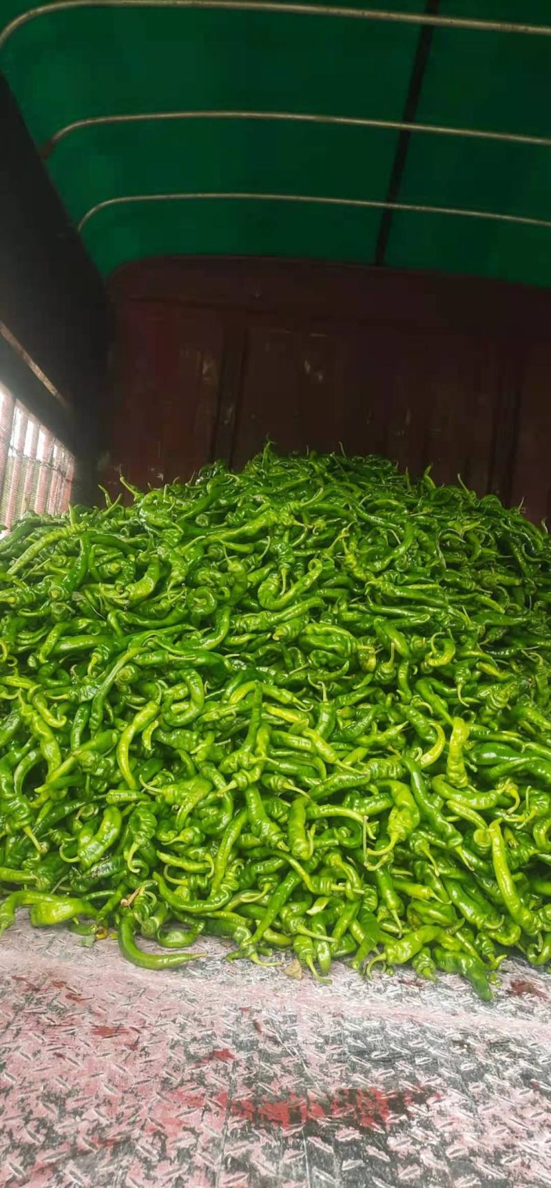 鲜螺丝椒