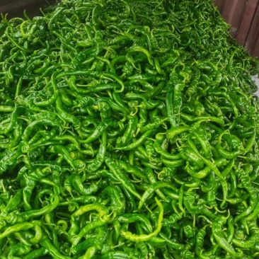 鲜螺丝椒