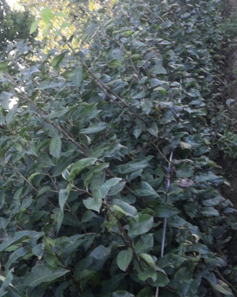 梨树苗黄金梨苗山秋月梨苗我这里多价格还便宜