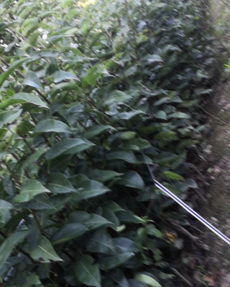 梨树苗黄金梨苗山秋月梨苗我这里多价格还便宜