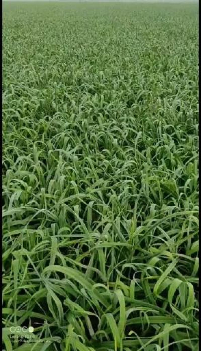 红根蒜苗根红苗正货源充足，红根蒜苗良心供货