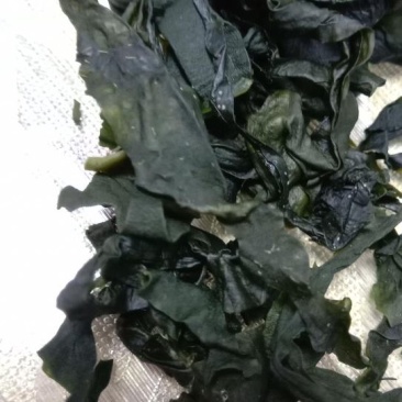 新货裙带菜50g-1000g特级海木耳海白菜海带芽海螺旋