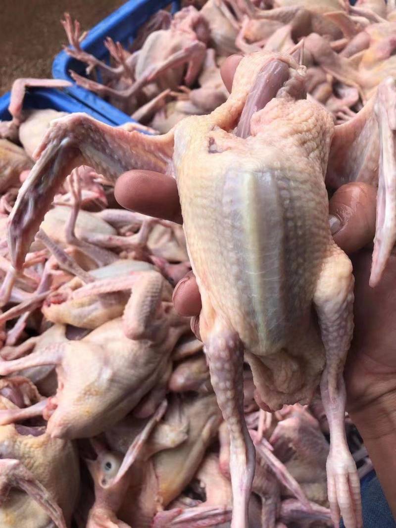 鸽肉