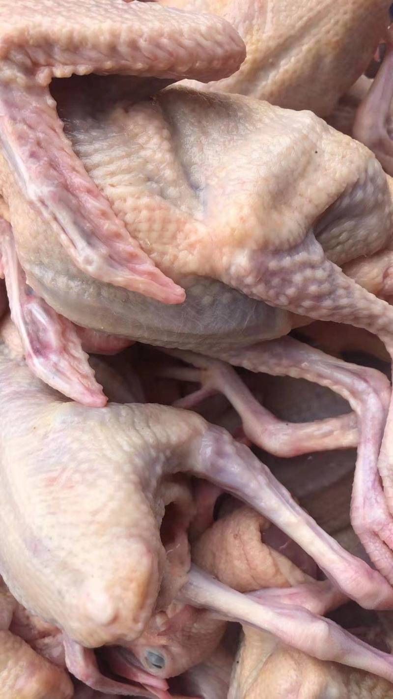 鸽肉