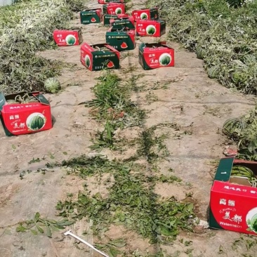 甘肃美都白银美都西瓜产地批发直销一手货源包熟包甜