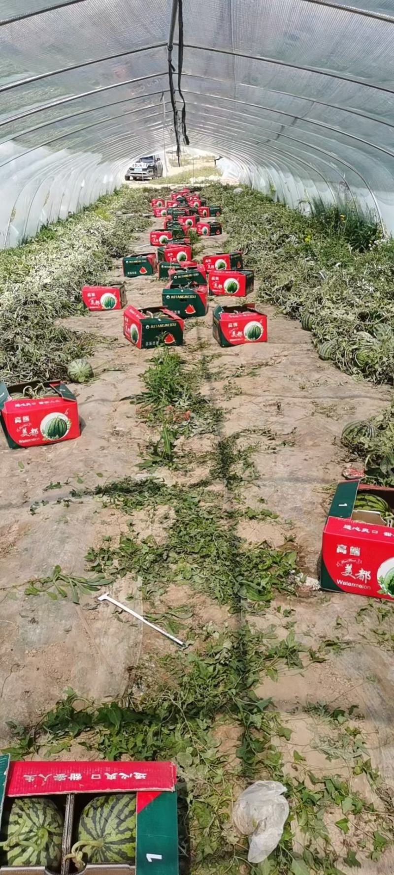 甘肃美都白银美都西瓜产地批发直销一手货源包熟包甜
