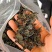 裙带菜海白菜海木耳海带芽海里螺旋海藻干货凉拌菜出口韩国大