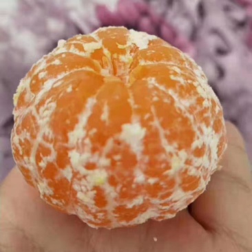 无籽蜜桔(果大汁足，口感甜蜜，果面干净，一手货源充足