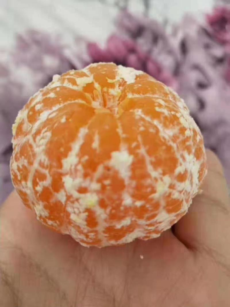 无籽蜜桔(果大汁足，口感甜蜜，果面干净，一手货源充足