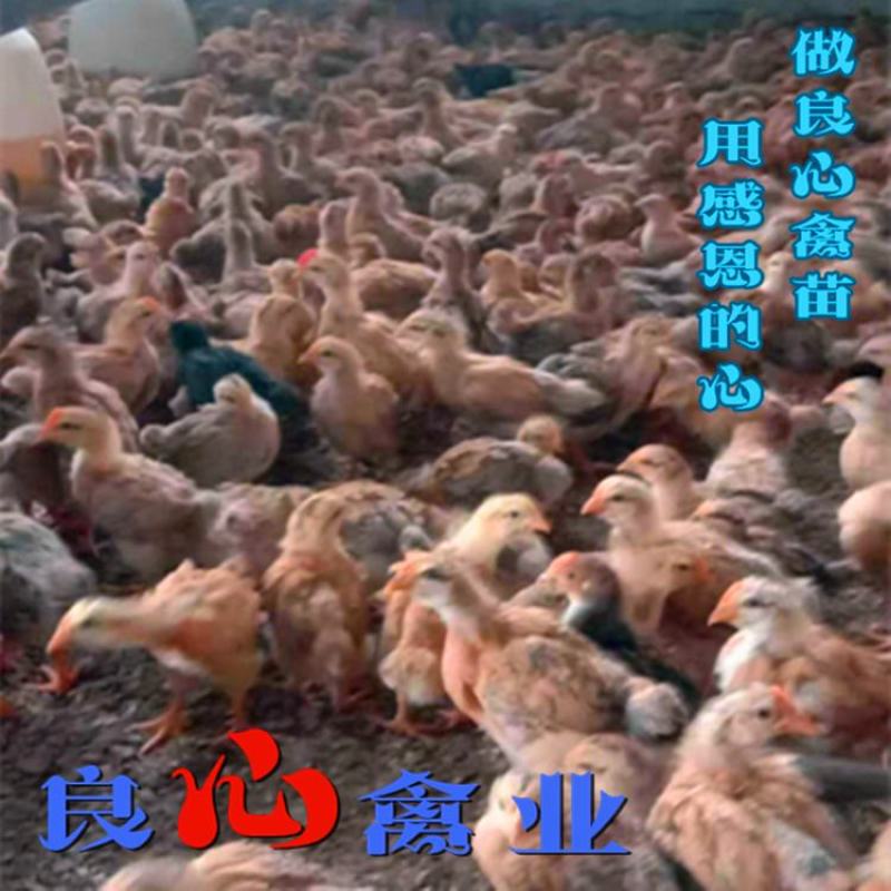 基地直销脱温一个月灵山麻土鸡苗适合山地放养运输包损耗