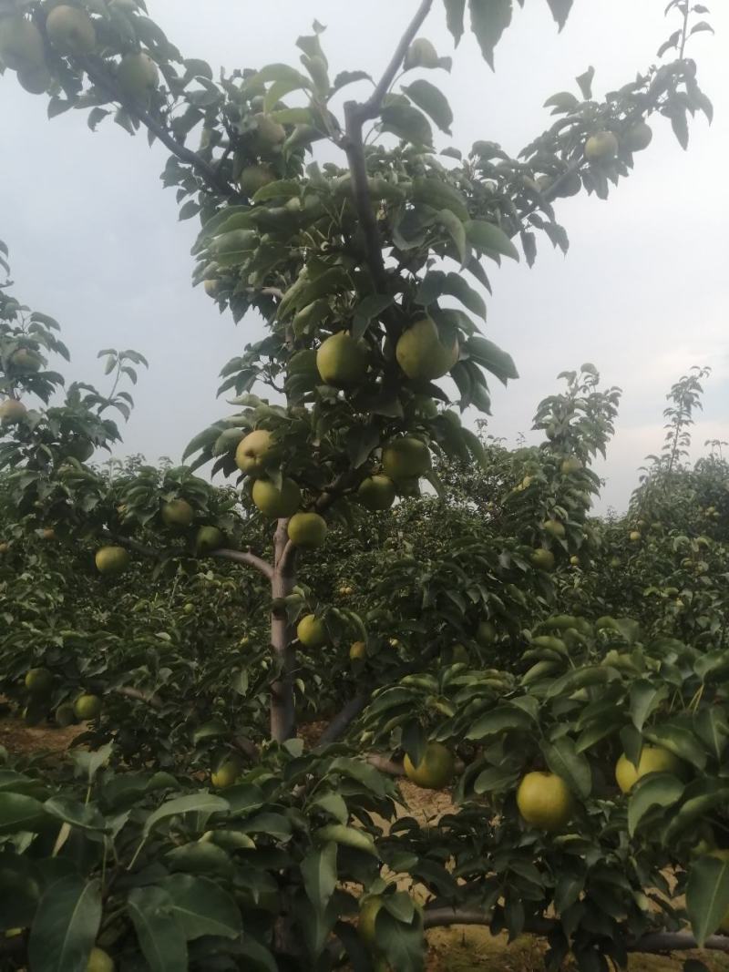 苹果梨，锦峰梨，九月下旬下树，今年颜色好，皮毛亮，