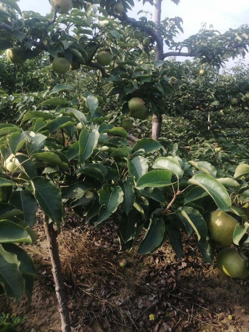 苹果梨，锦峰梨，九月下旬下树，今年颜色好，皮毛亮，