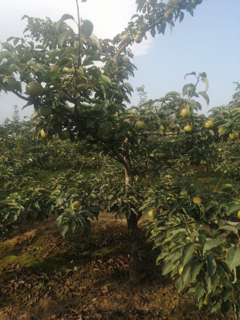 苹果梨，锦峰梨，九月下旬下树，今年颜色好，皮毛亮，