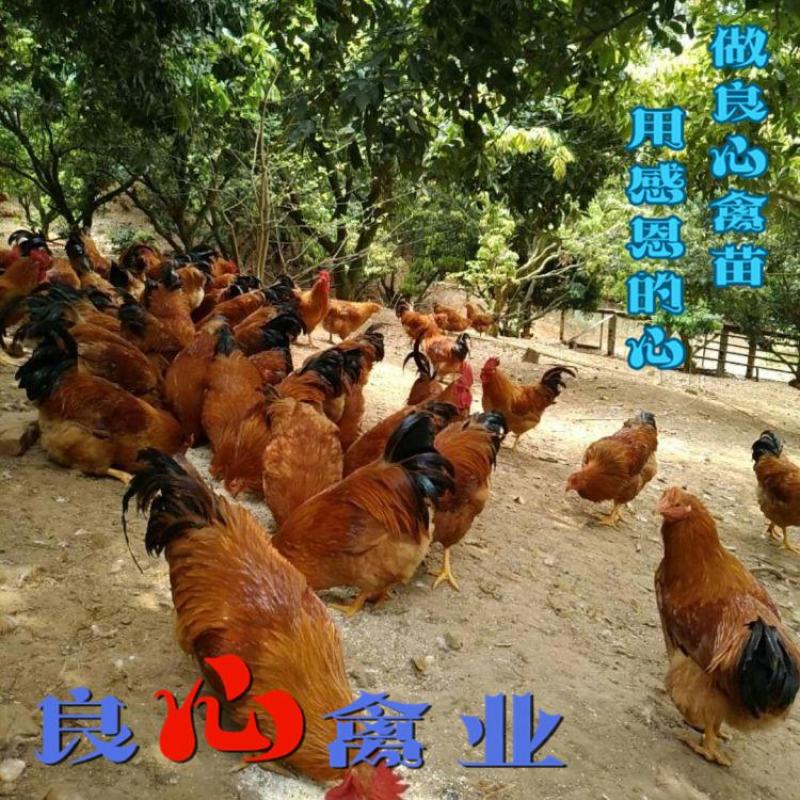 基地直销脱温一个月灵山麻土鸡苗适合山地放养运输包损耗