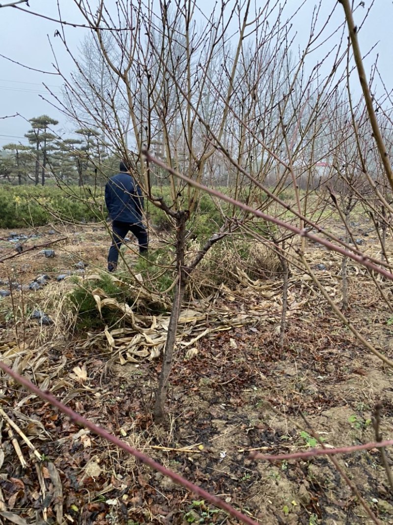 4公分碧桃，5公分碧桃价格，原产地发货，免费技术指导