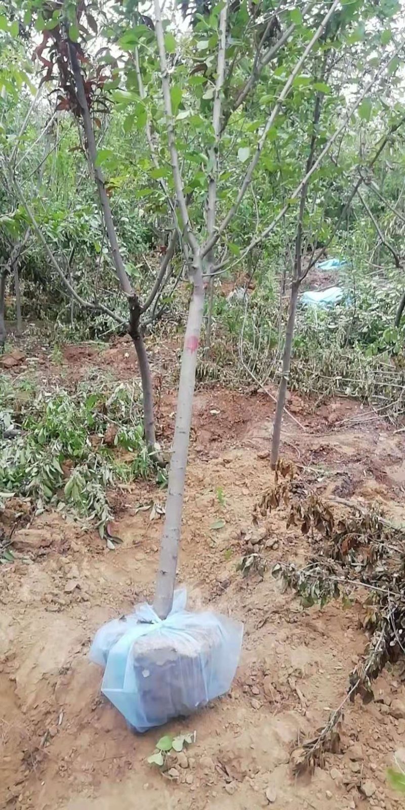 4公分碧桃，5公分碧桃价格，原产地发货，免费技术指导