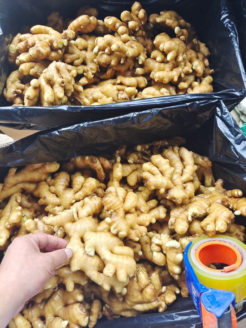 【上海】生姜产地—坏烂包赔（优选/电商市场超市加工）齐全
