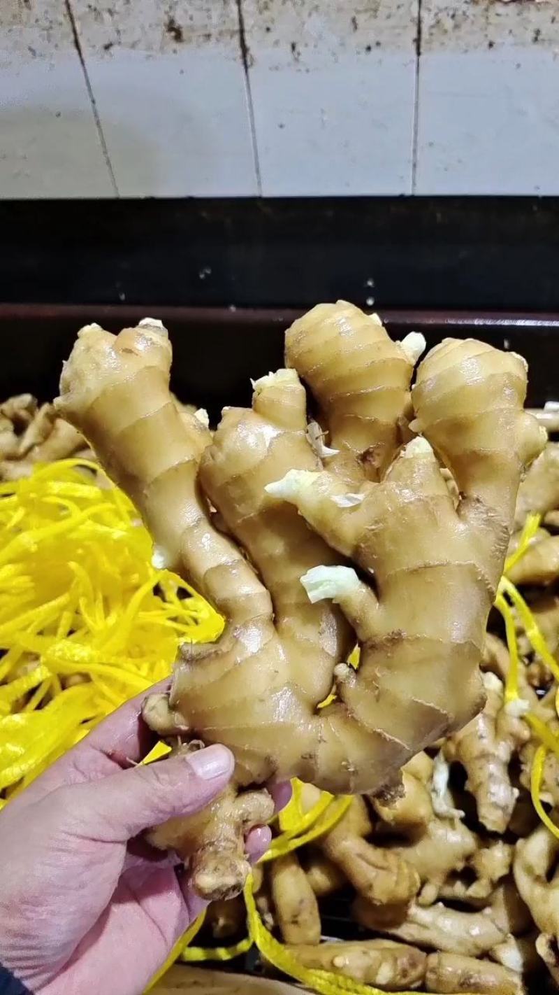 【北京】生姜产地—坏烂包赔（优选/电商市场超市加工）齐全