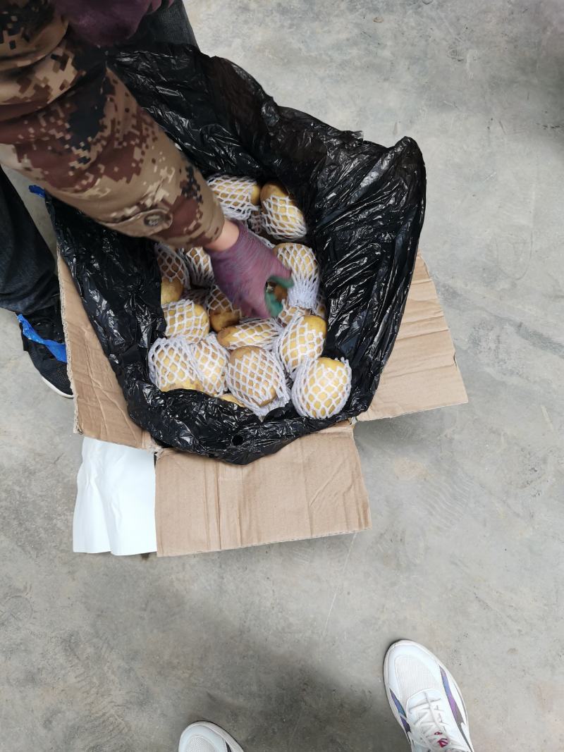 荷兰土豆