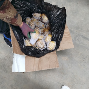 荷兰土豆