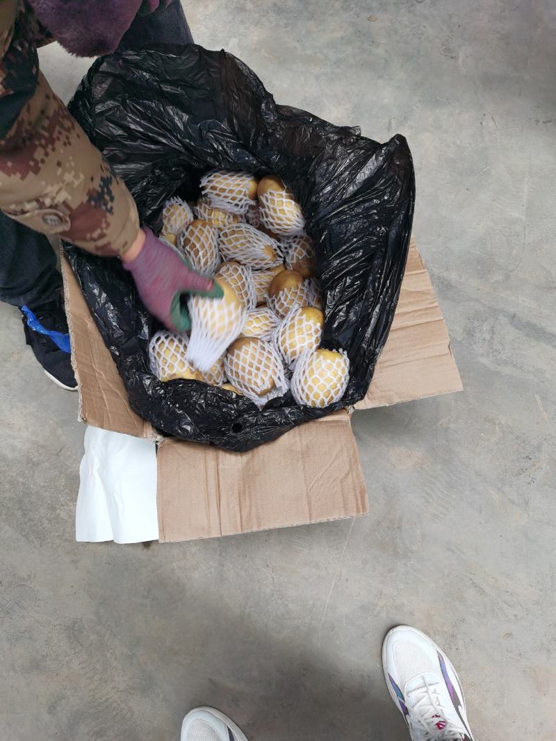 荷兰土豆