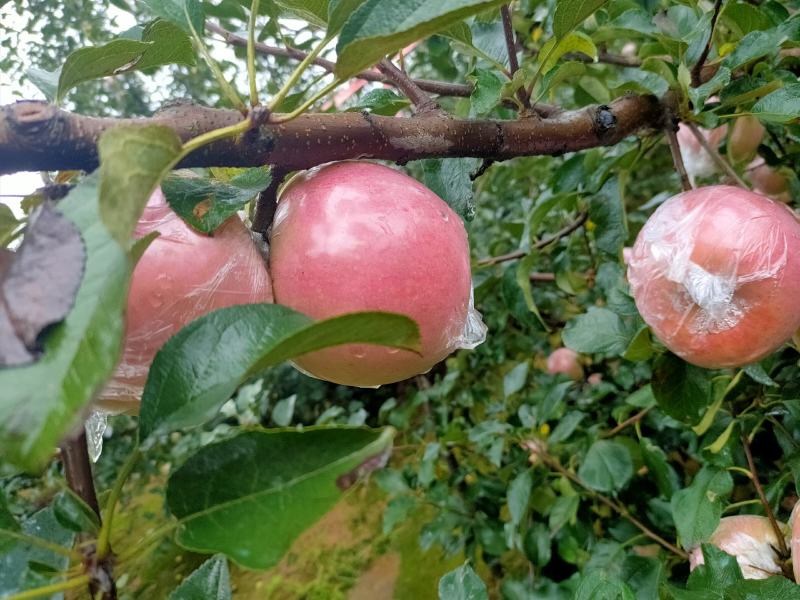塘木甜上市了