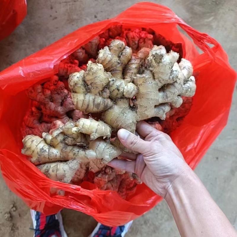 【河北】生姜产地—坏烂包赔（优选/电商市场超市加工）齐全