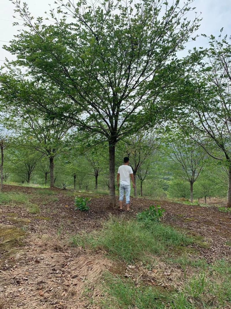染井吉野樱花，各种大小规格齐全，欢迎新老客户订购，