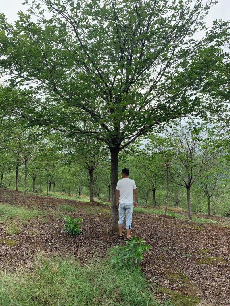 染井吉野樱花，各种大小规格齐全，欢迎新老客户订购，