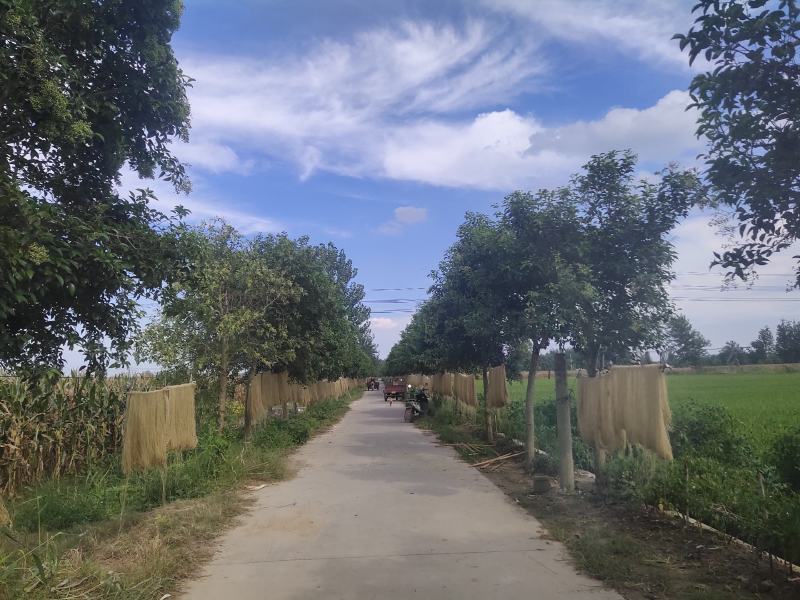 江苏省徐州市邳州市红薯粉条专宽粉细粉专卖