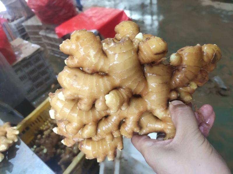 【辽宁】生姜产地—坏烂包赔（优选/电商市场超市加工）齐全