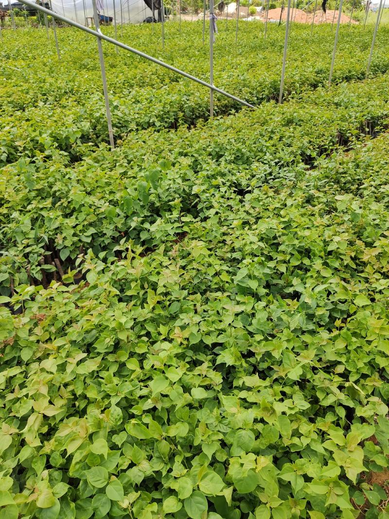 三角梅高30到50厘米福建漳州三角梅种植基地品种齐全