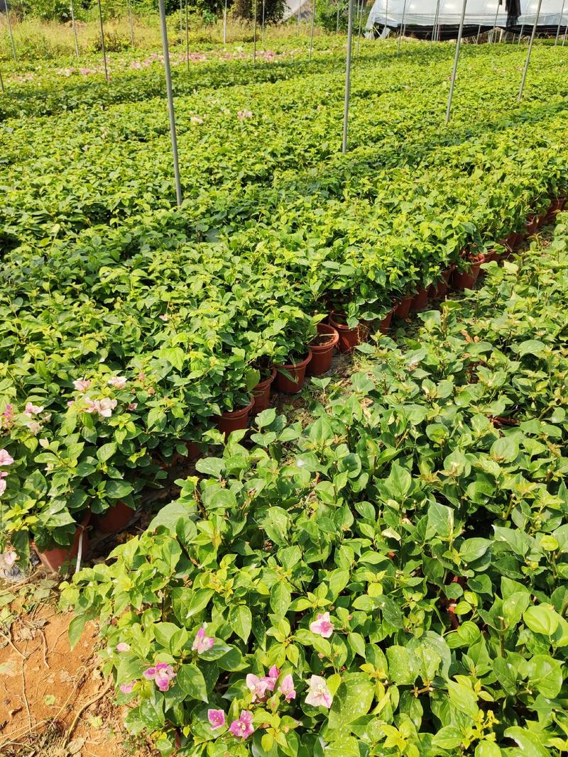 三角梅高30到50厘米福建漳州三角梅种植基地品种齐全