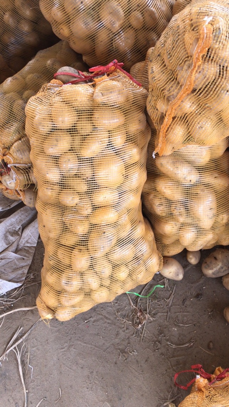 【热销】小土豆淀粉薯，土豆，无腐烂，