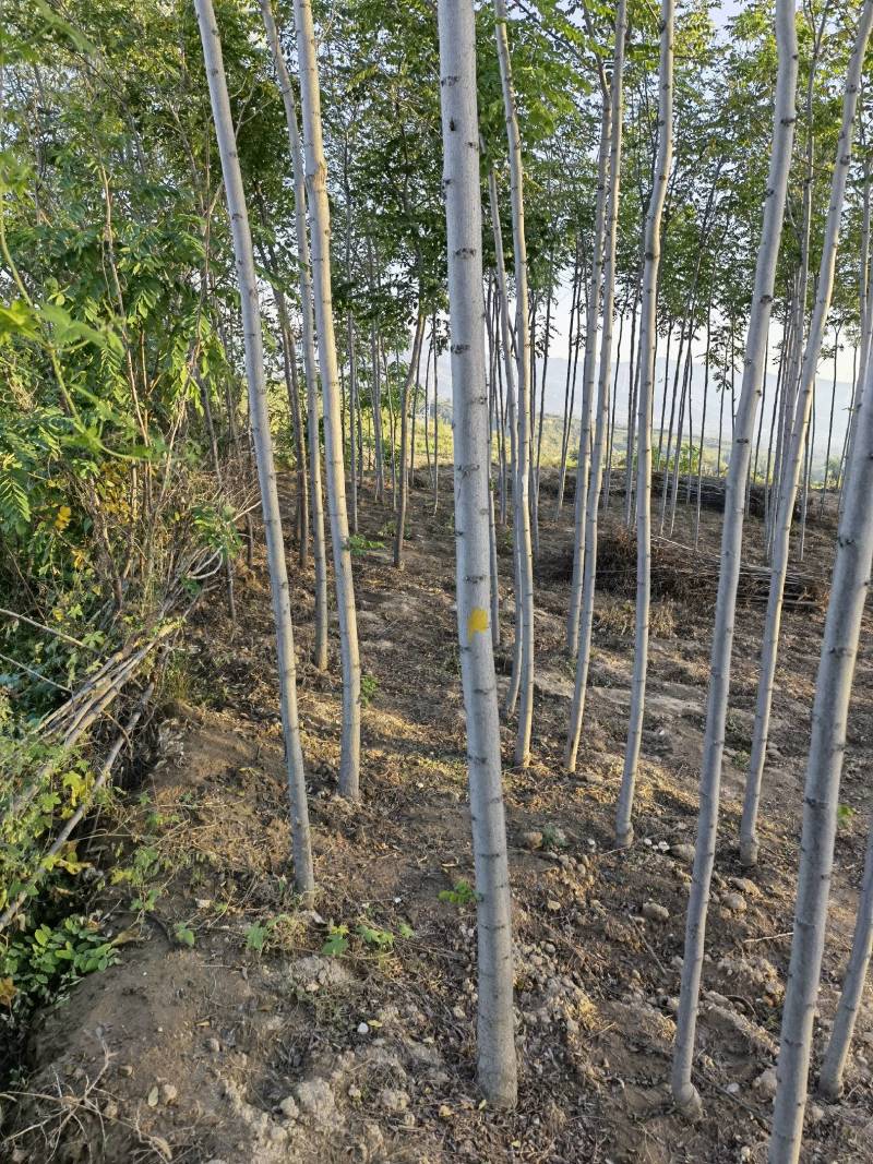 4公分的香花槐，5公分的香花槐，6公分香花槐，8公分香v