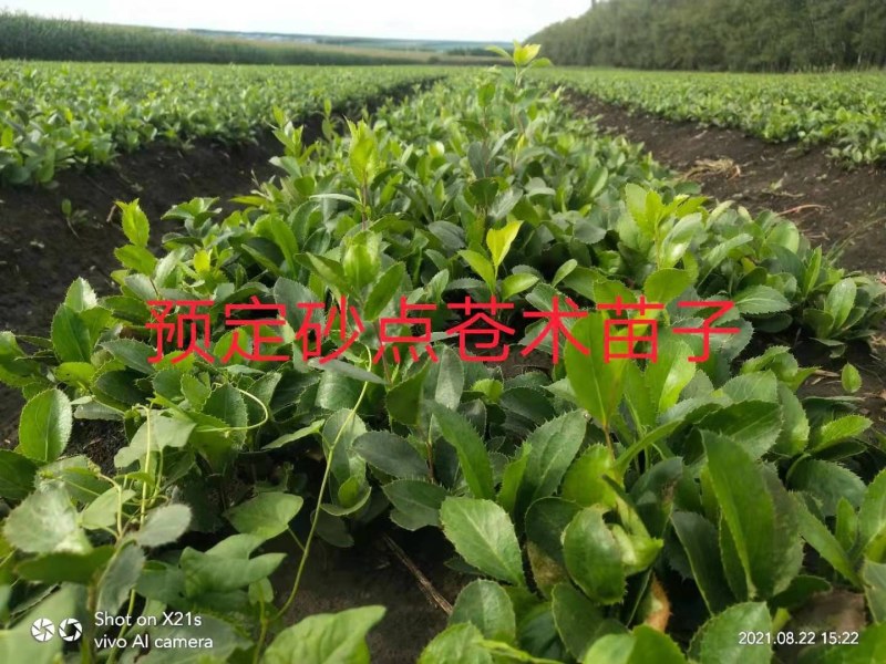 升麻