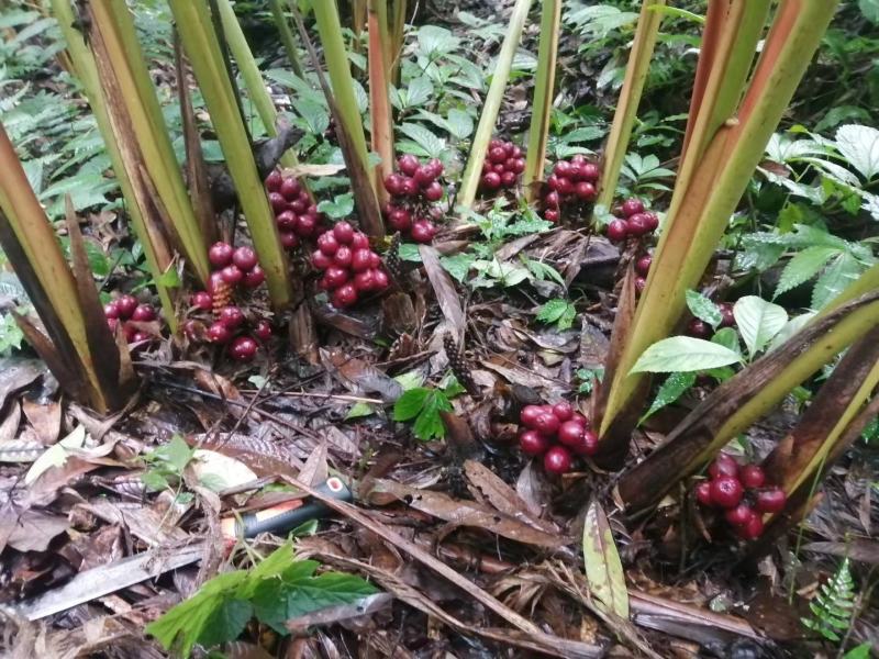 鲜草果深山老箐，自然生长，纯野生。果实，大个，饱满。籽黑