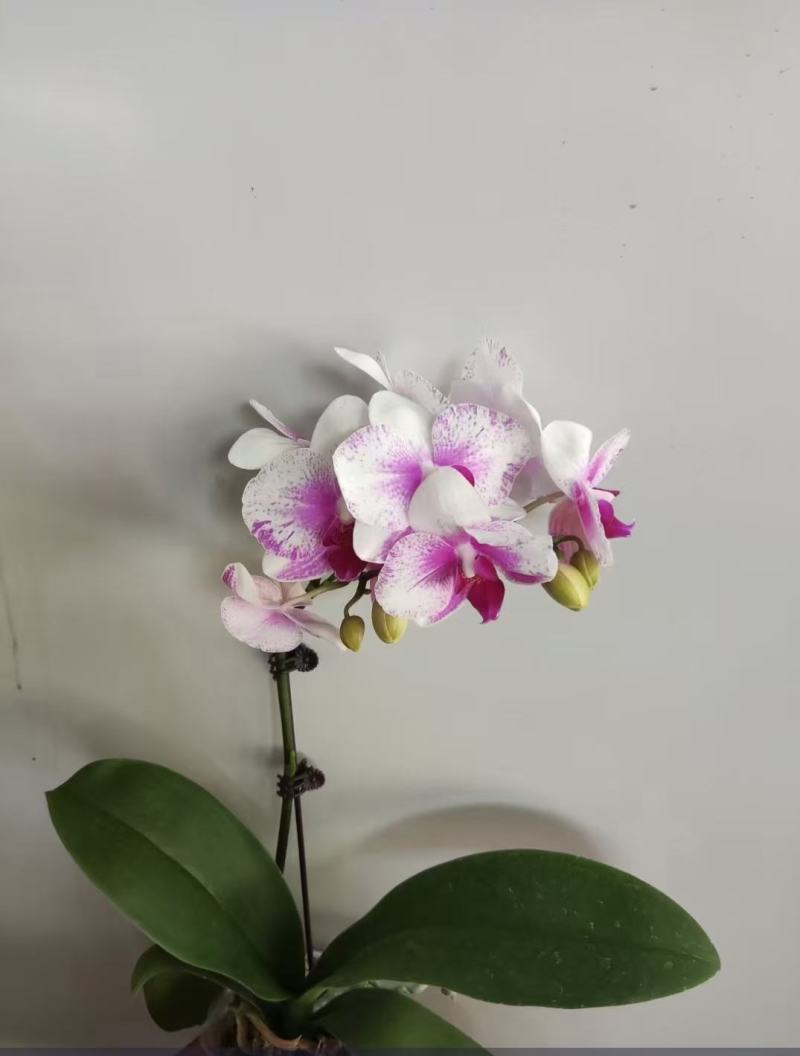 蝴蝶兰单梗蝴蝶兰带花苞支支有花苞下单询价