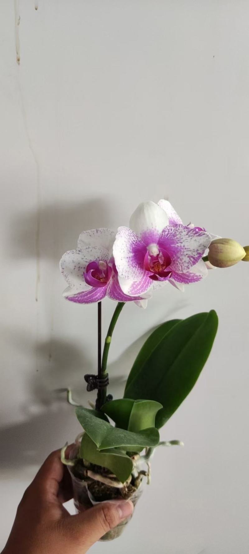 蝴蝶兰单梗蝴蝶兰带花苞支支有花苞下单询价